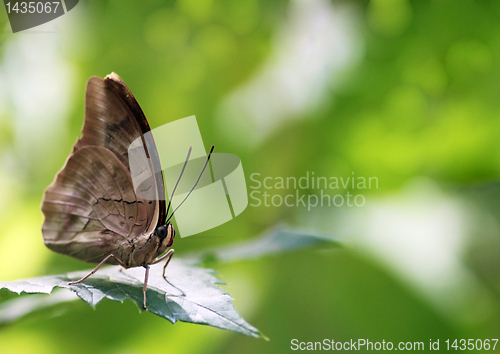Image of butterfly on a leaf
