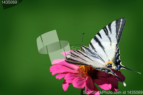 Image of butterfly (Scarce Swallowtail) 