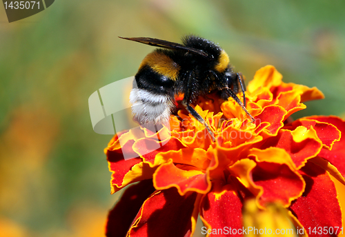 Image of bumblebee on marigold