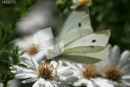 Image of white cabbage butterfly