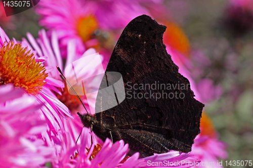 Image of butterfly (european peacock) 