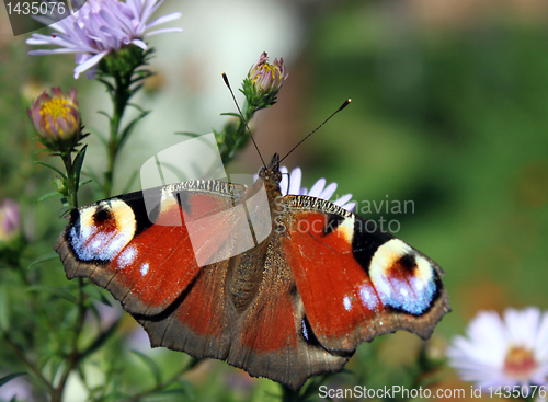 Image of butterfly on flower