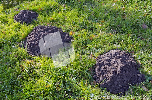 Image of Moles dig mole-hills in meadow. Parasitic animals.