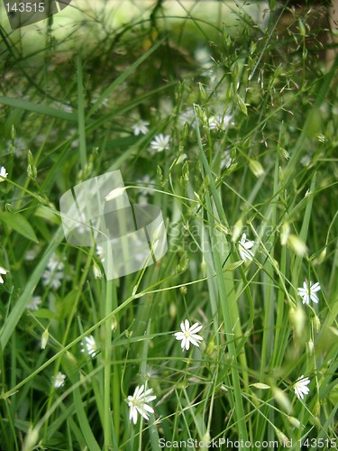 Image of little white flowers