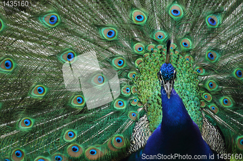 Image of peacock