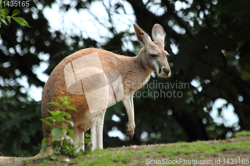 Image of kongaroo