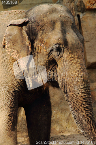 Image of elephant