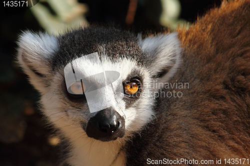 Image of lemur monkey