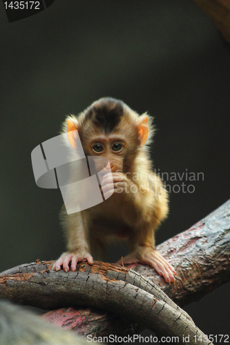 Image of small monkey