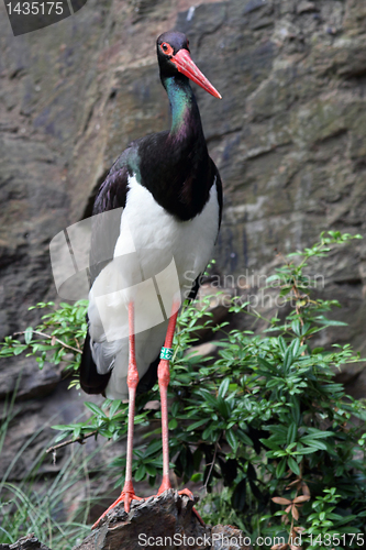 Image of black stork