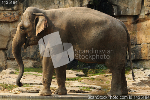 Image of elephant