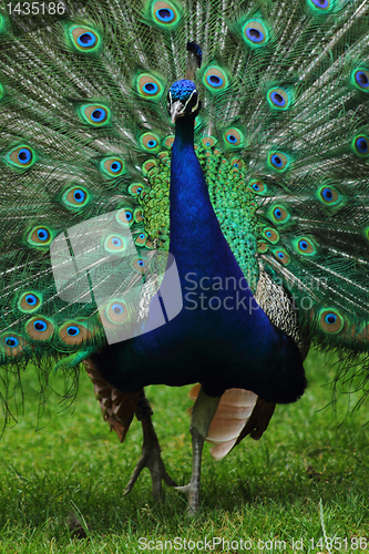 Image of peacock