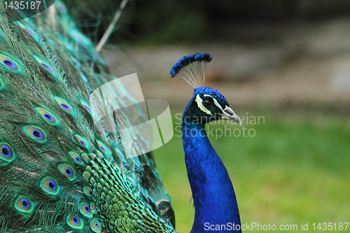 Image of peacock