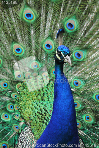 Image of peacock