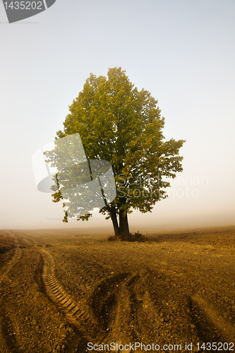 Image of Tree in a fog