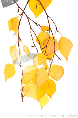 Image of leaf birches (isolated)
