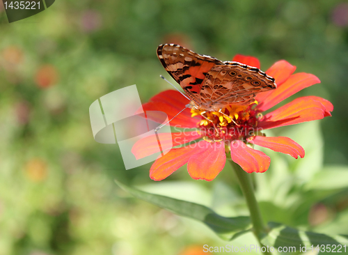 Image of summer in garden