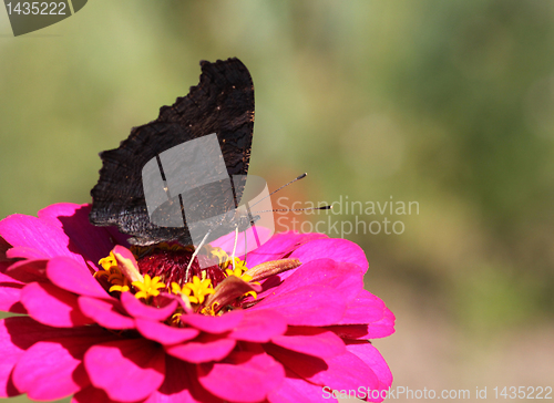 Image of black butterfly