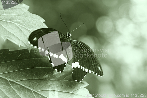 Image of black butterfly