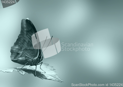 Image of butterfly on a leaf