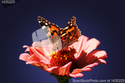 Image of butterfly on zinnia