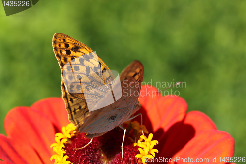 Image of butterfly on flower 