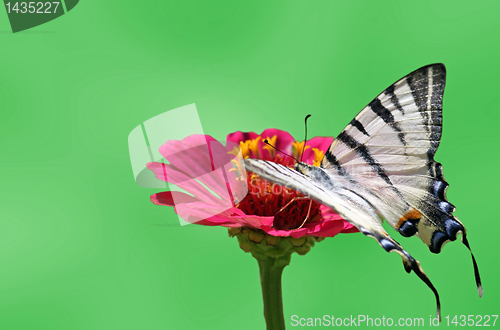 Image of butterfly on flower