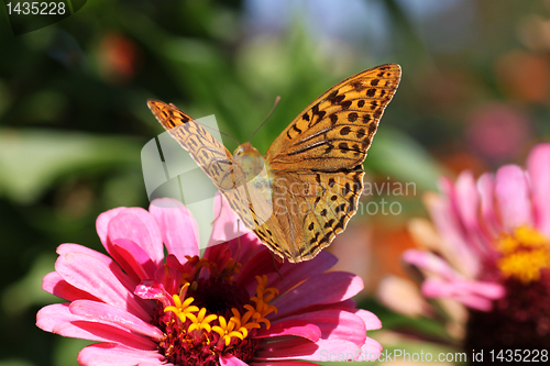 Image of butterfly on flower