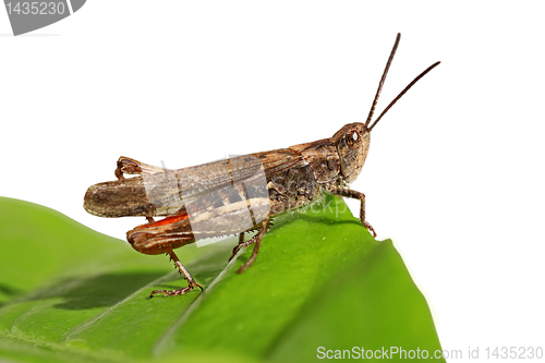 Image of grasshopper