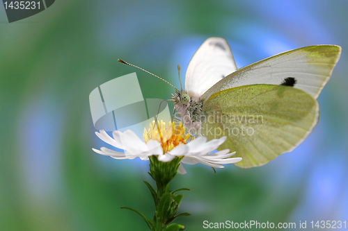 Image of white cabbage butterfly 