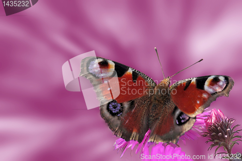 Image of butterfly on flower