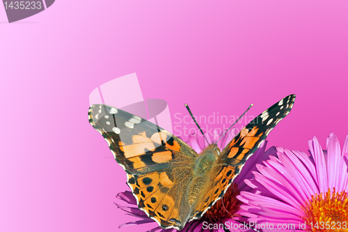 Image of butterfly on chrysanthemum