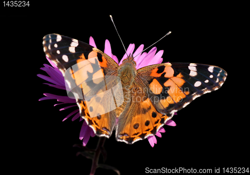 Image of butterfly Painted Lady