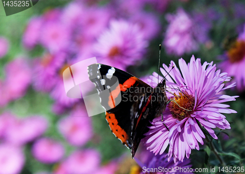 Image of autumnal garden