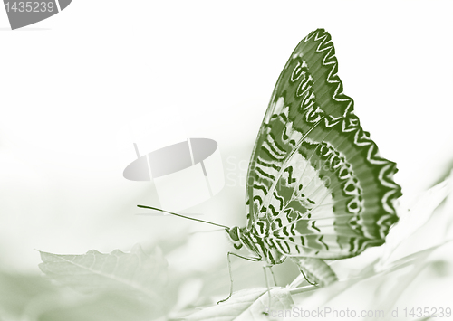 Image of butterfly on a leaf