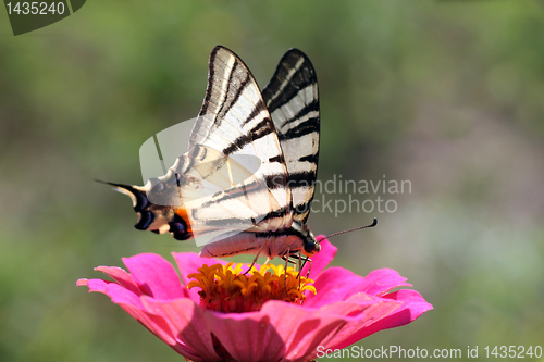 Image of butterfly on flower