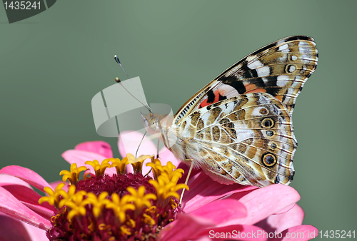 Image of butterfly on flower