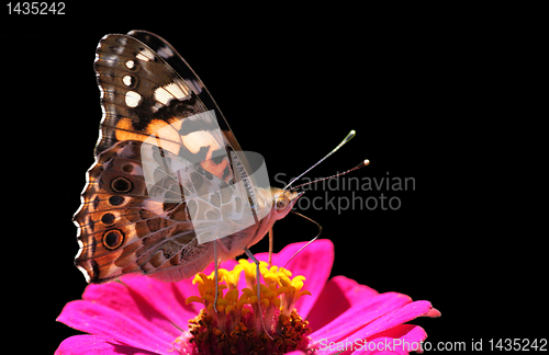 Image of butterfly on zinnia