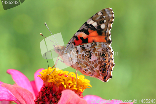 Image of butterfly on flower