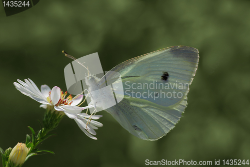 Image of white cabbage butterfly