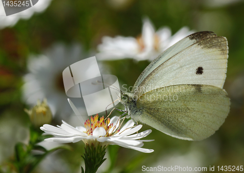 Image of white cabbage butterfly