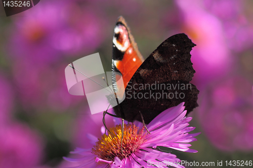 Image of European Peacock