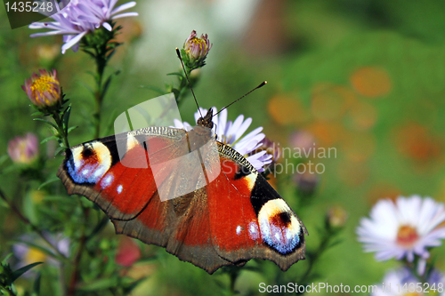 Image of butterfly