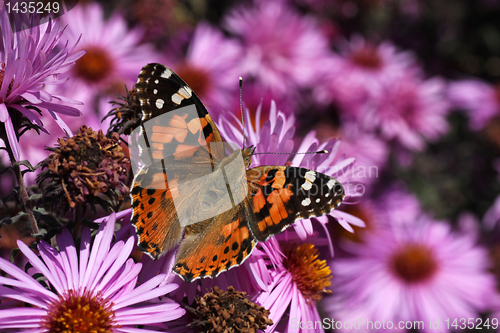 Image of butterfly on chrysanthemum