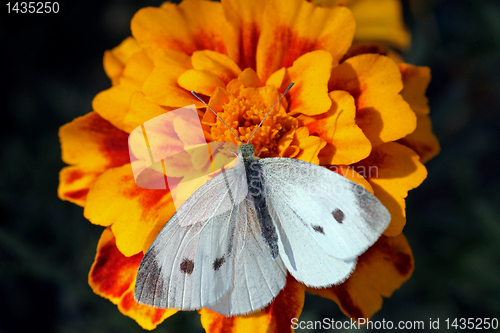 Image of butterfly on marigold