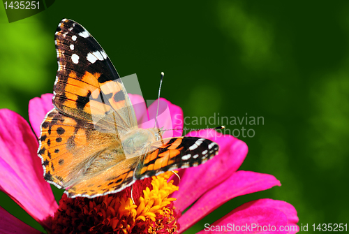 Image of butterfly sitting on flower