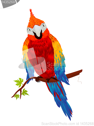 Image of Starring parrot