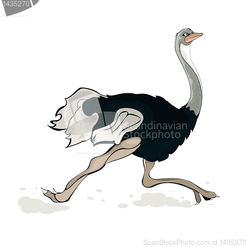 Image of A running ostrich