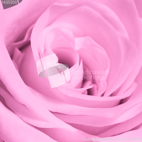 Image of pink rose close up