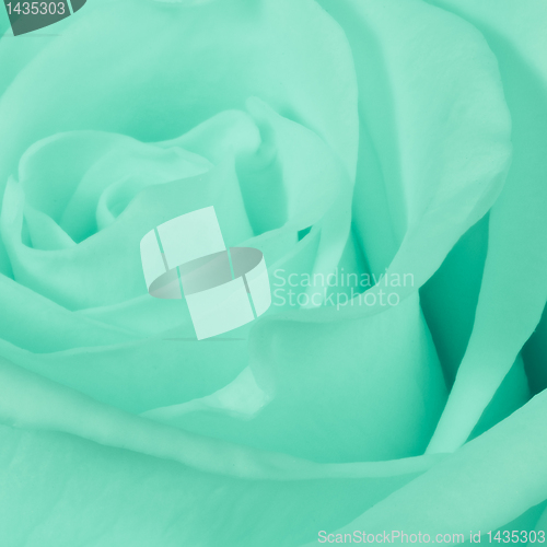 Image of green rose close up